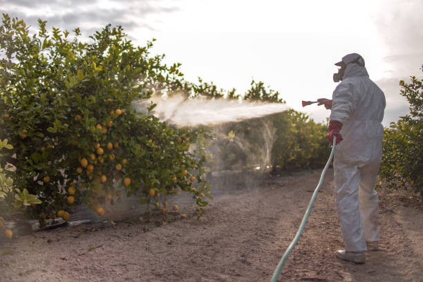 Best Residential Pest Control  in Mogul, NV